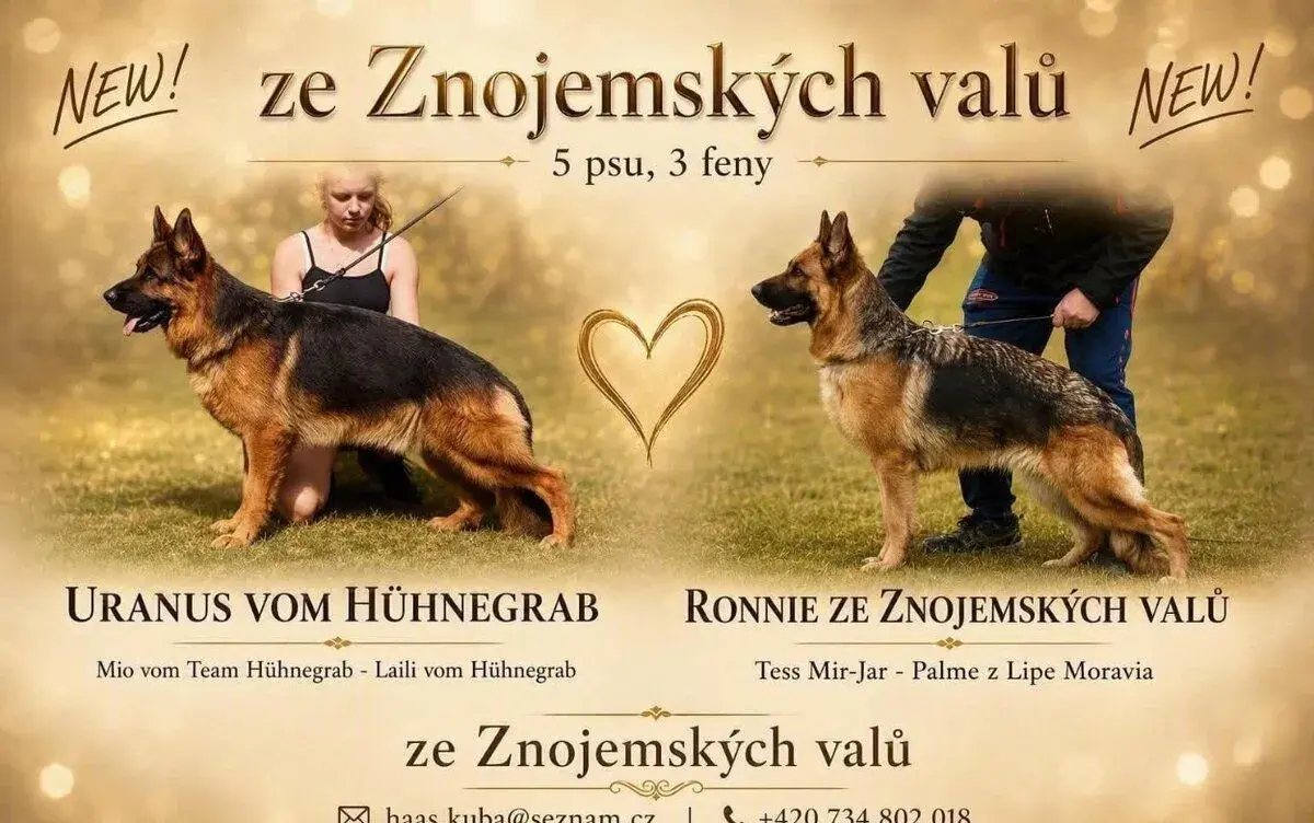 Německý ovčák štěňata s PP
