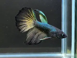 Betta bojovnice - samec 06