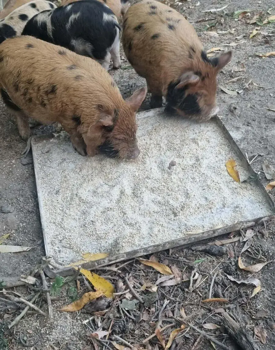 Čistokrevná selata novozelandskeho pastevního plemene