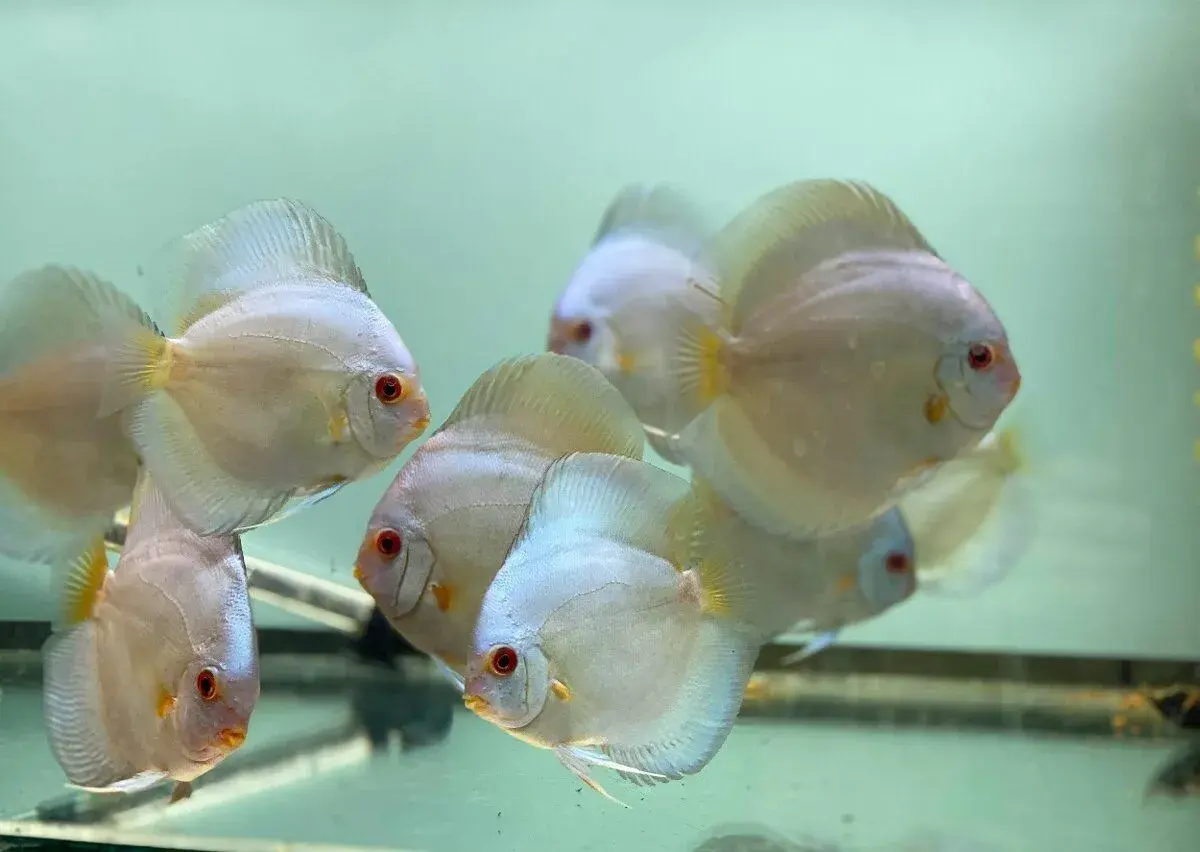 Terčovci - discus blue diamond, white, red valentine, tyrkys