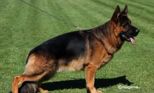 Německý ovčák štěňata s průkazem původu