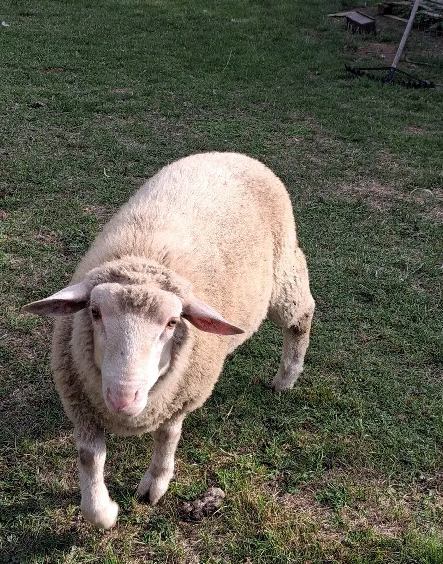 Beránek