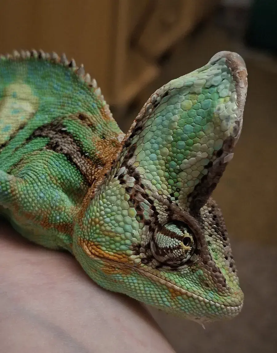 Chameleon jemenský – samec (pouze do dobrých rukou)