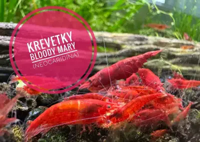 Krevetky Bloody Mary (neocaridina)