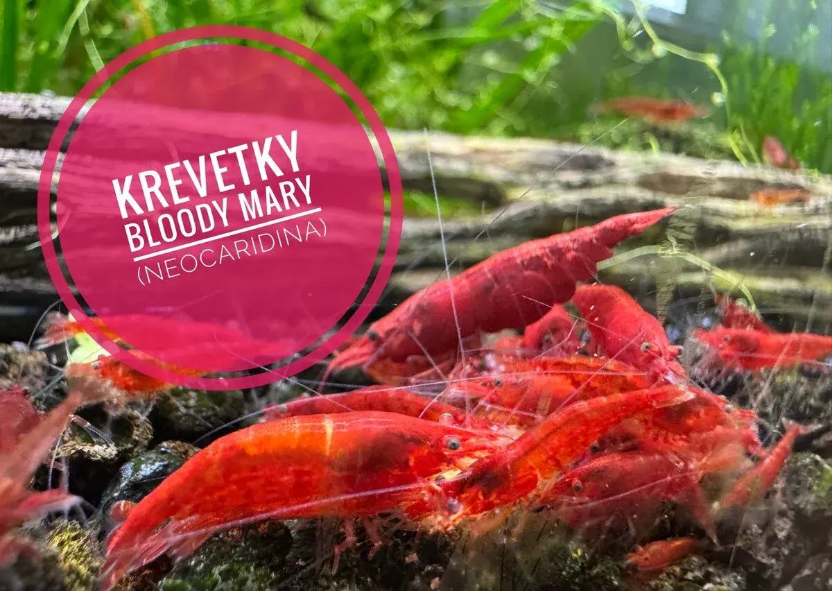 Krevetky Bloody Mary (neocaridina)