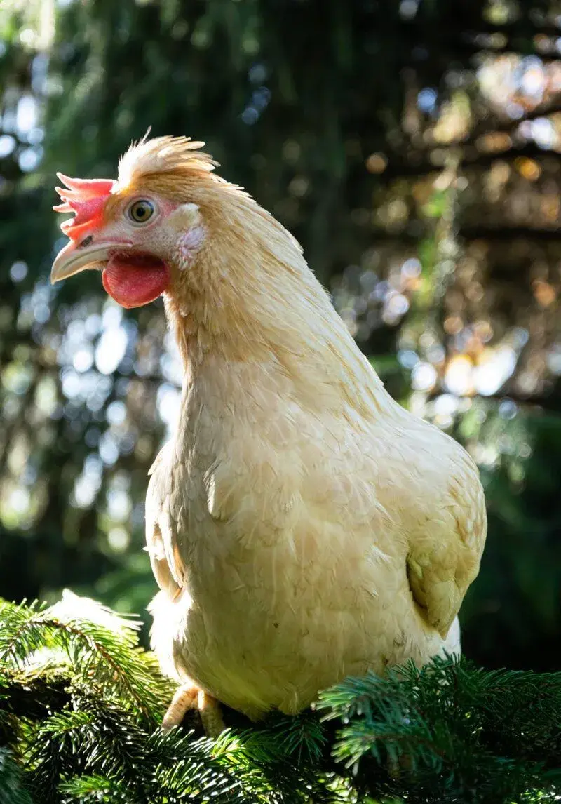 Lomnice n.Popelkou a okolí prodej slepiček