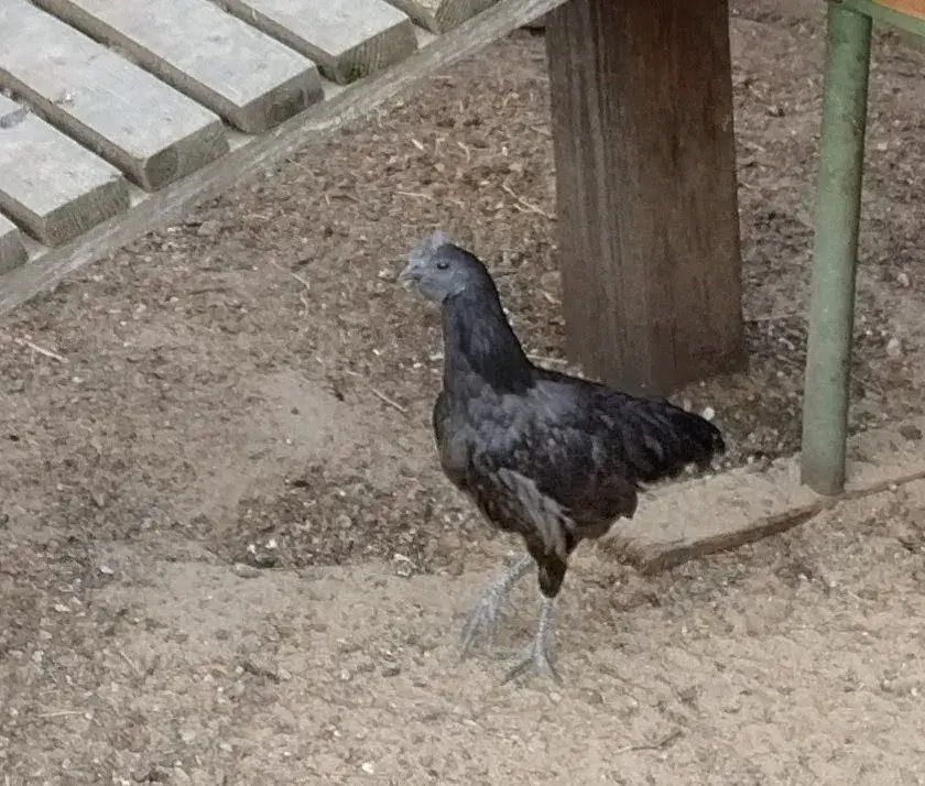 Kohout Ayam Cemani