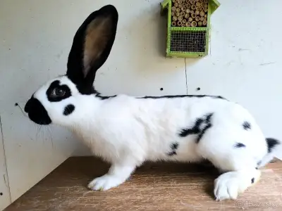 králíci, němemecký obrovitý strakáč (NoS)