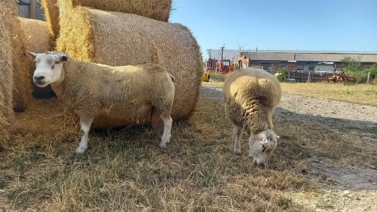 Plemenný beran Texel