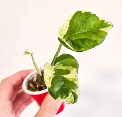 Epipremnum njoy