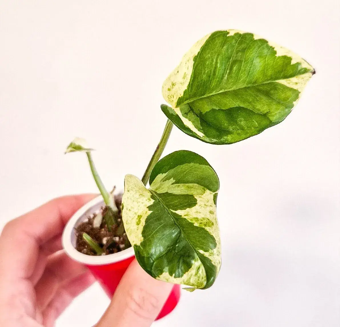 Epipremnum njoy