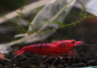 Krevetky Neocaridina Bloody Mary