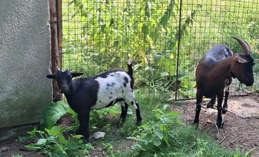 Daruji kozu+kozlíka