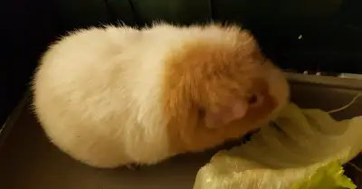 US teddy samec šafrán bílá