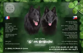 Belgický ovčák Groenendael - pes