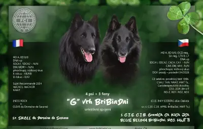Belgický ovčák Groenendael - pes
