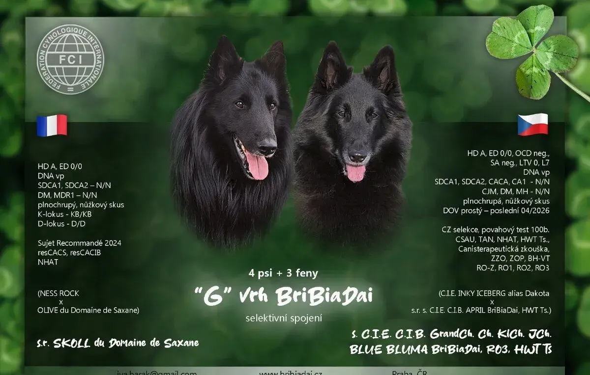 Belgický ovčák Groenendael - pes