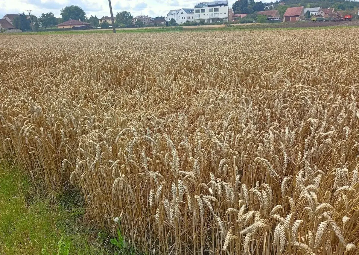 Pšenici a ječmen