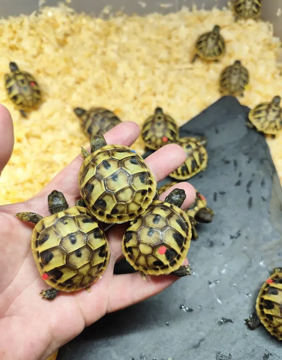 Želva zelenavá (Testudo hermanni)