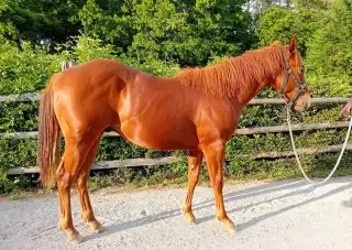 Obsedání koní