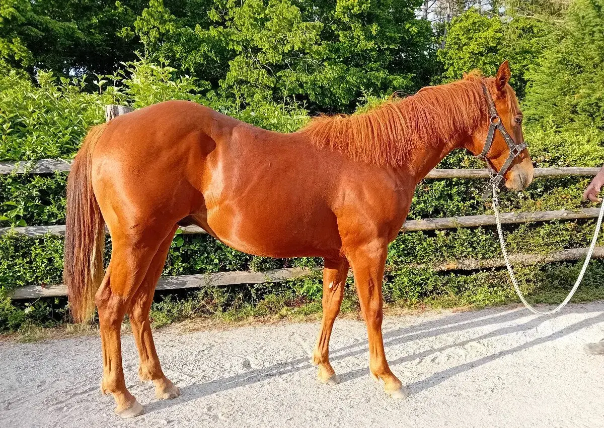 Obsedání koní