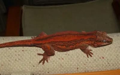 Rhacodactylus auriculatus