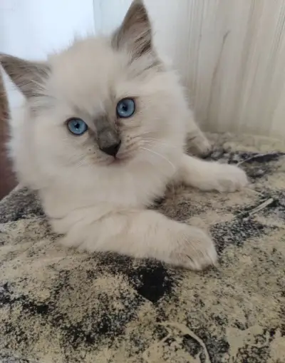 K prodeji krásná koťátka plemene Ragdoll bez PP🐾