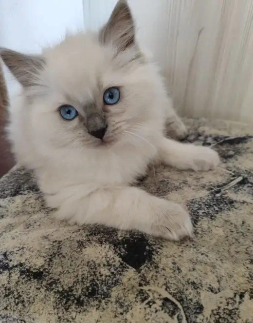 K prodeji krásná koťátka plemene Ragdoll bez PP🐾