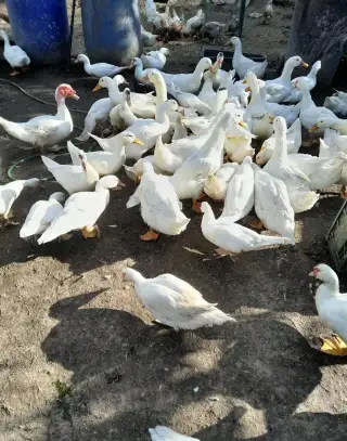 kachny