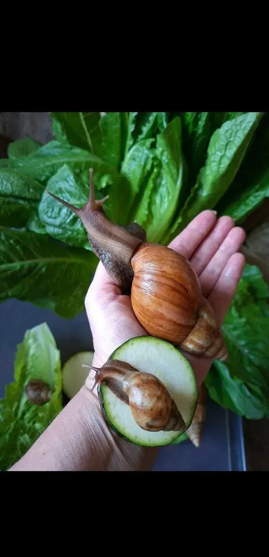 🐌 Karamelky a retky