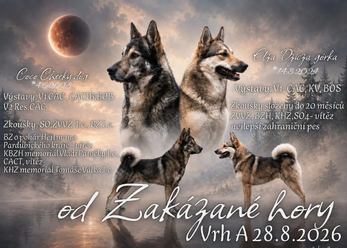 Západosibiřská lajka