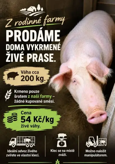 Vykrmené prase