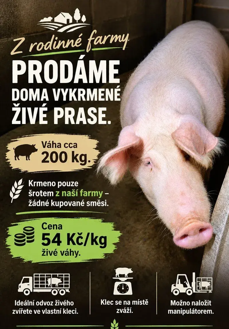 Vykrmené prase