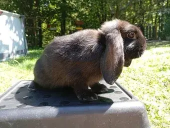 Zakrslý francouzský králíci rodu beránek