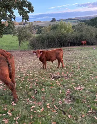 Zástav Aberdeen Angus