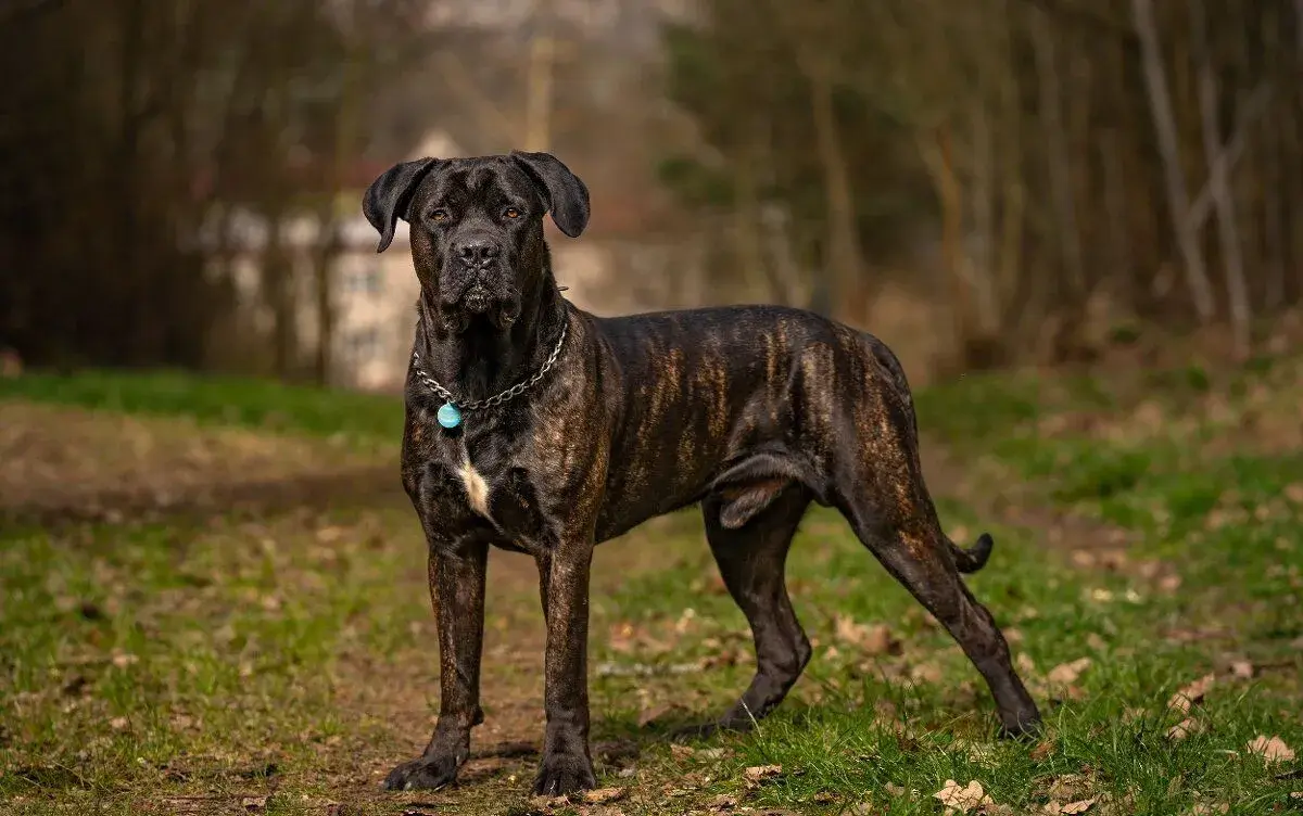 Krycí pes Cane Corso s PP