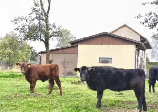Jalovice Aberdeen Angus