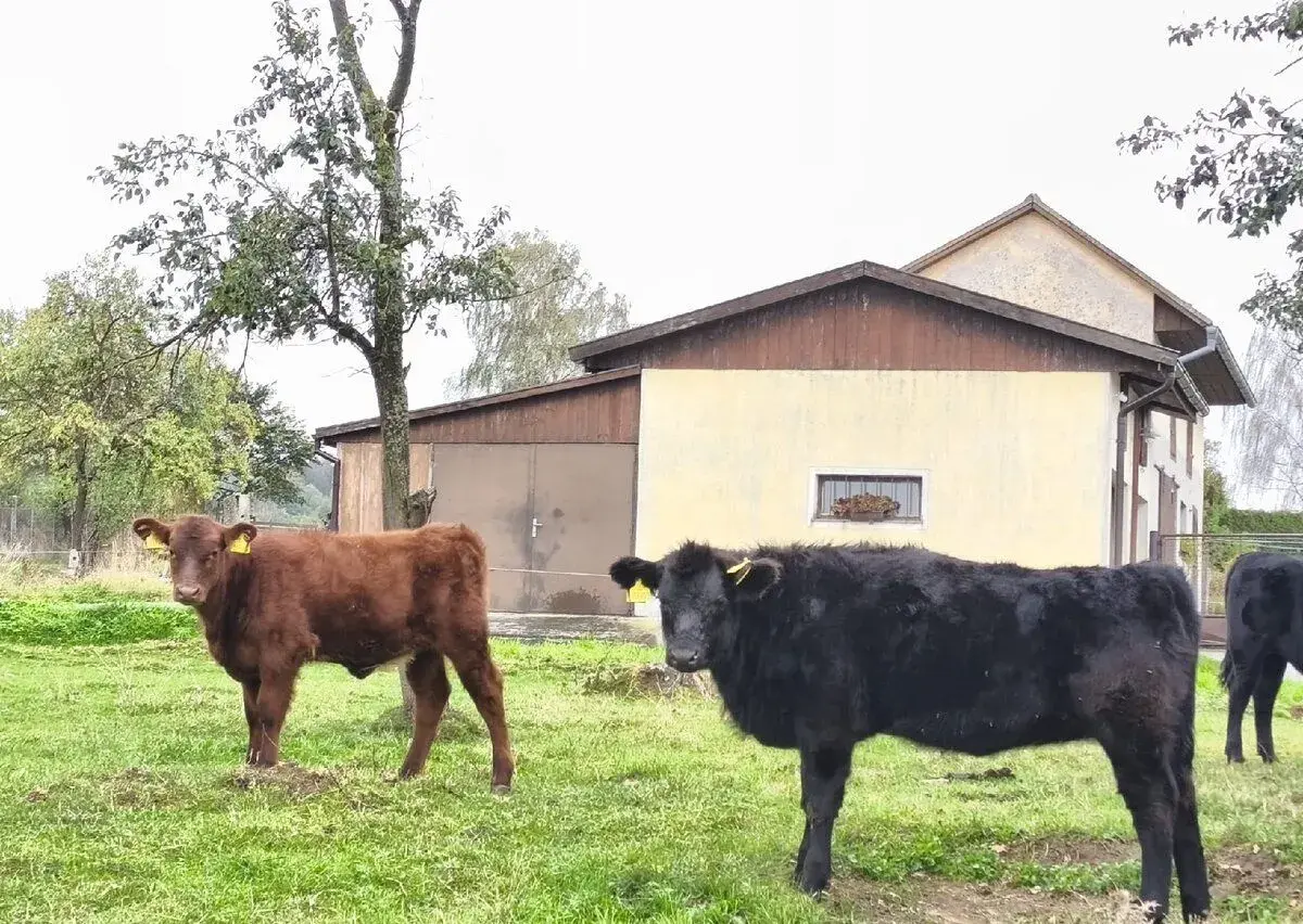 Jalovice Aberdeen Angus