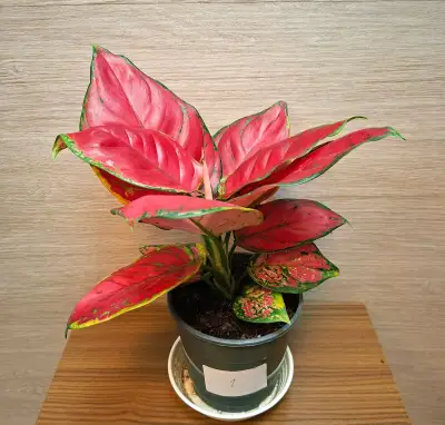 Aglaonema Red Joy