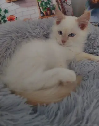 Ragdoll