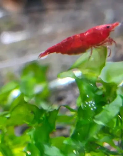 Krevetky NEOCARIDINY Davidi Super Red Sakura