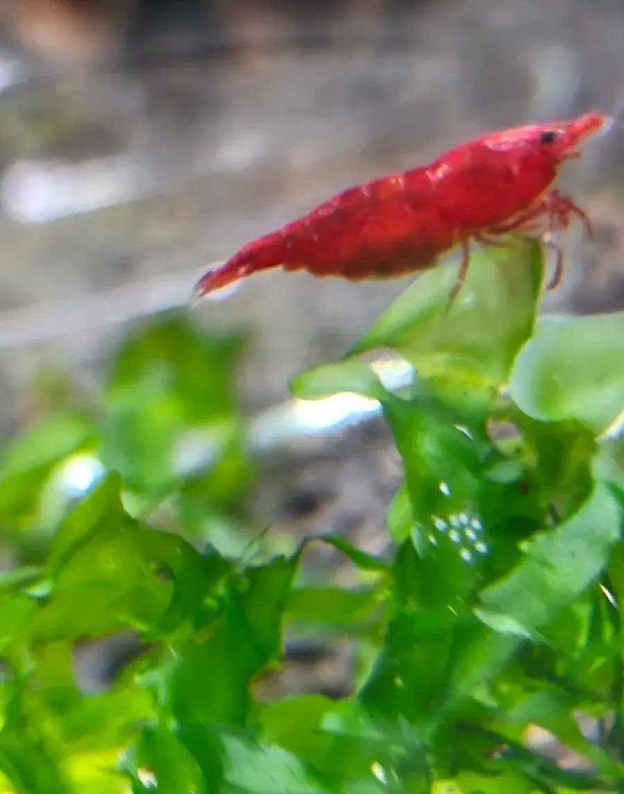 Krevetky NEOCARIDINY Davidi Super Red Sakura
