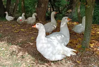 Husa česká