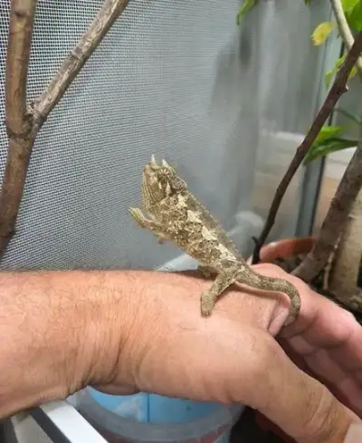 chameleon Jacksonuv mladata