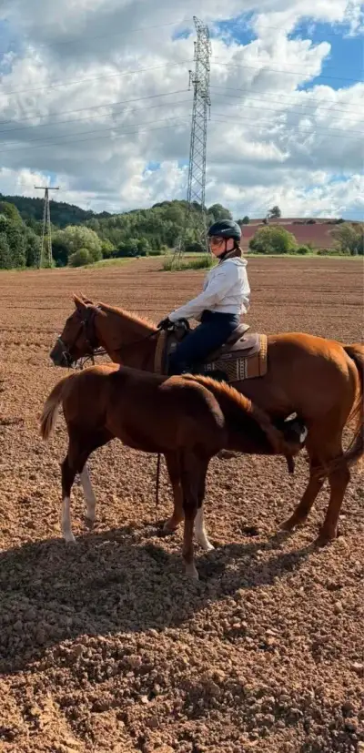 klisna American Paint Horse (APH)