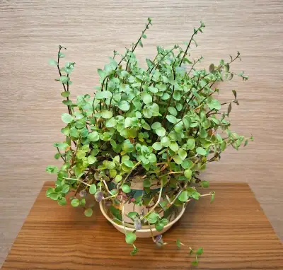 Callisia Repens