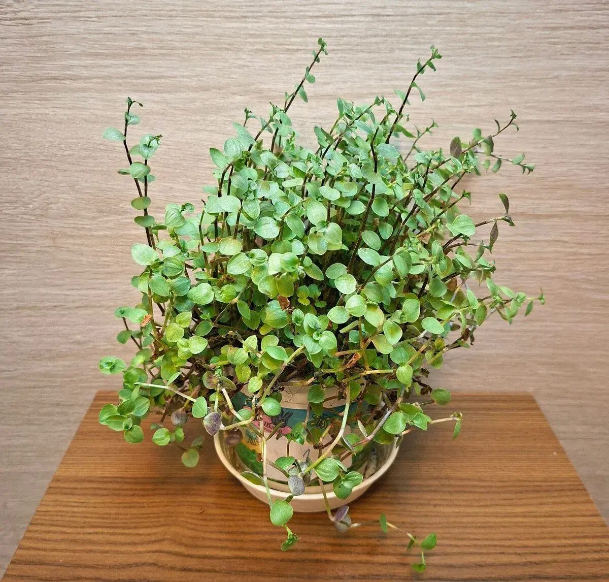 Callisia Repens
