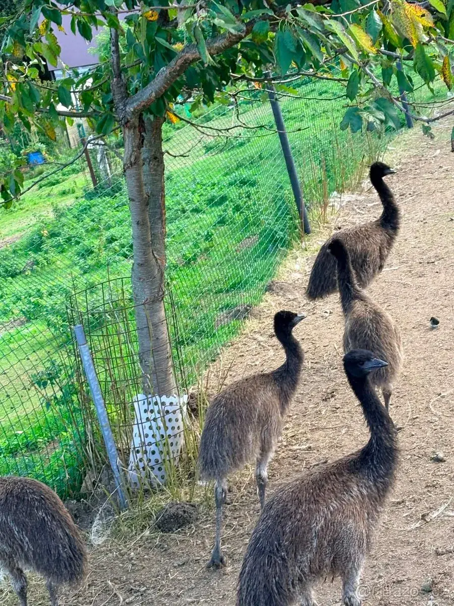 Emu hnědý