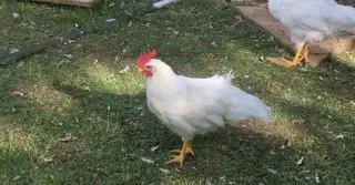 Chovný kohout Leghorn