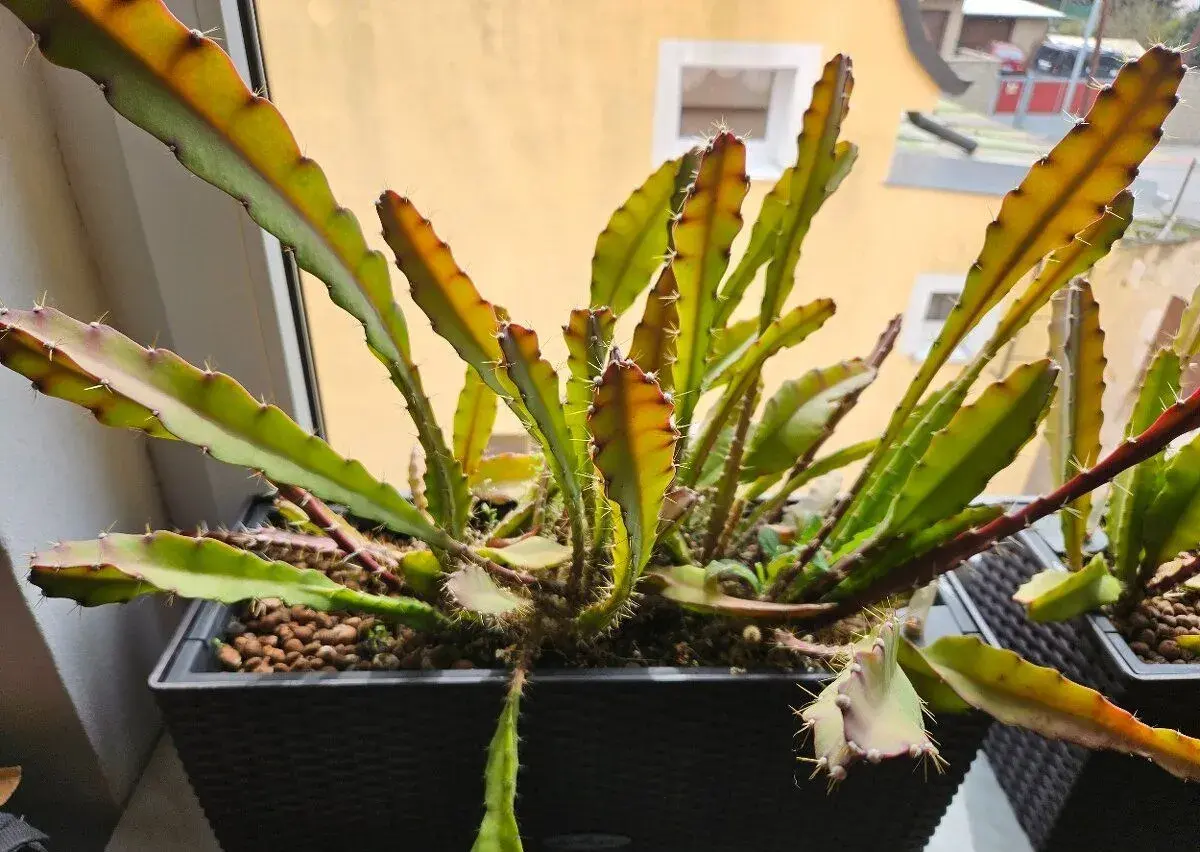 Epiphyllum ackermannii
